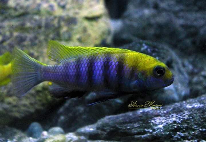 Tropheops sp. 'macrophthalmus chitimba blue' Chitimba Bay Deep